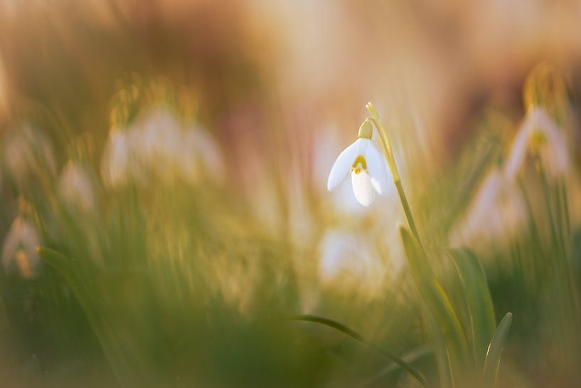 Snowdrops by Horst Husheer