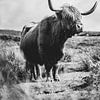 Le Highlander écossais en noir et blanc sur Niels van Fessem