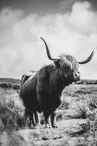 Le Highlander écossais en noir et blanc sur Niels van Fessem