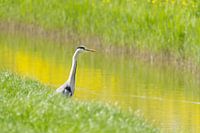 Heron in the fresh spring green