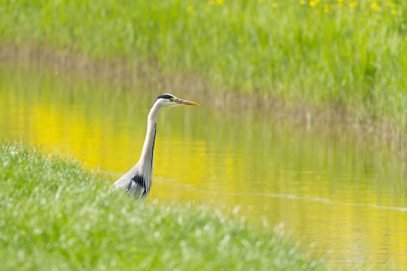 Reiher im frischen Frühlingsgrün von Marianne Jonkman