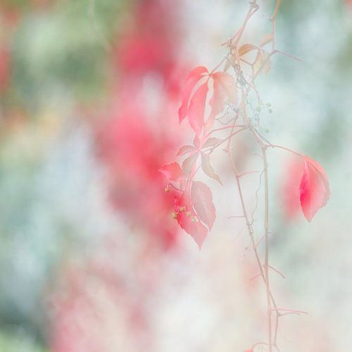 Wingerd van Paulien Varkevisser