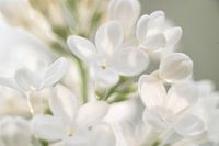 dreamy white lilacs