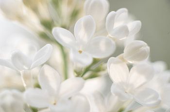 verträumter weißer Flieder