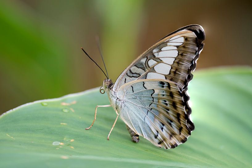 Clipper butterfly von Ingrid Ronde