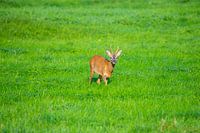 Am Morgen können Sie Rehe auf den Feldern sehen
