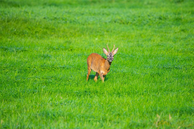 Le matin, vous pouvez voir des cerfs dans les champs par Matthias Korn