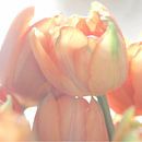 Tulips par Harrie van der Meer Aperçu