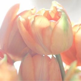Tulips by Harrie van der Meer