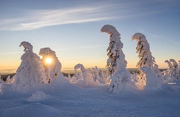 Wintermorgen von Patrice von Collani