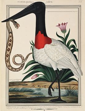 Stork with snake, Ogier de Gombaud by Teylers Museum