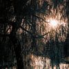 Weeping willow in autumn by Jan van der Knaap