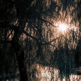 Weeping willow in autumn by Jan van der Knaap
