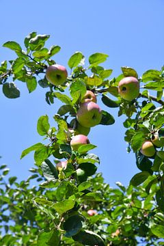 Appelboom van Matthias Spartz