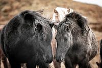 Icelandic horses