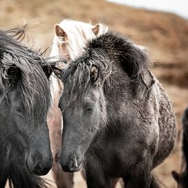 Icelandic horses by Riana Kooij