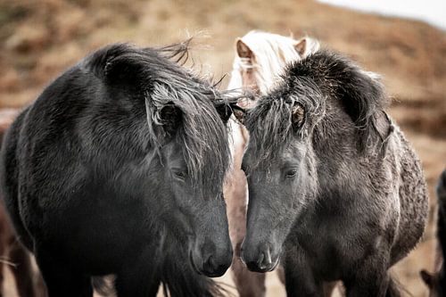 Icelandic horses