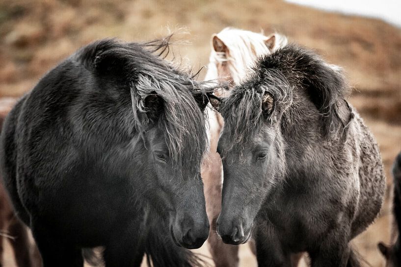 Icelandic horses by Riana Kooij