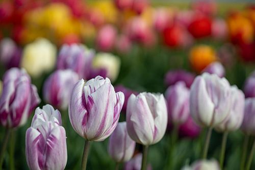 Tulip field in various colours.