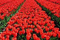 rode tulpen van eric van der eijk thumbnail