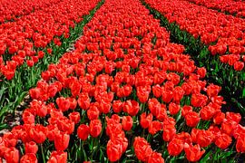 red tulips by eric van der eijk