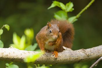 Eichhörnchen mit einer Schleife