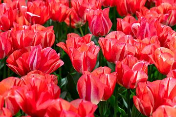Rode tulpen met nerven van Marly De Kok
