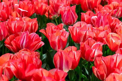 Tulipes rouges avec nervures