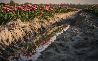 Tulpenreflectie
