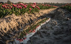 Tulpenreflectie by Jolanda Wisselo