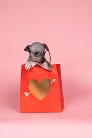 American Hairless Terrier puppy sits in a red paper bag with golden heart against a pink background by Leoniek van der Vliet