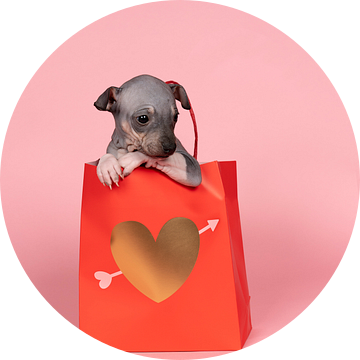 Amerikaanse Haarloze Terrier puppy zit in een rode papieren tas met gouden hart tegen een roze achte van Leoniek van der Vliet