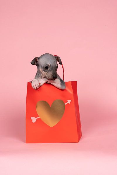 American Hairless Terrier-Welpe sitzt in einer roten Papiertüte mit goldenem Herz vor einem rosa Hin von Leoniek van der Vliet