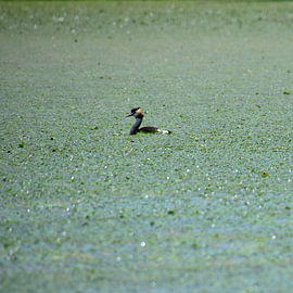 Grebe on Lake Shkodër by Erik Buitenhuis