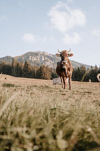 Douce vache de l'Allgäu avec vue sur le Grünten (tons terre)