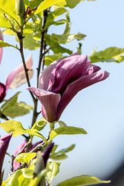 The bud of the magmolie glows in the sunlight by Harald Schottner