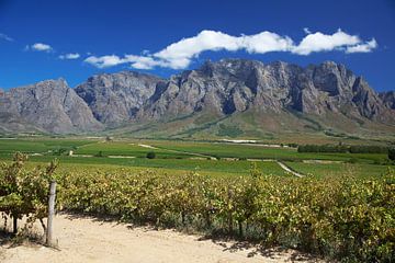 Uitzicht over wijnvelden in de Westkaap, Zuid-Afrika van Melissa Peltenburg