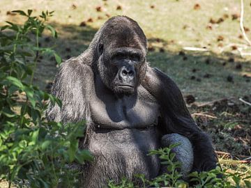 Gorilla : Safaripark Beekse Bergen von Loek Lobel