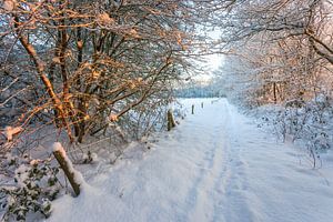 Winter forest path by Peter Bolman