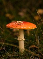 Rood met witte stippen