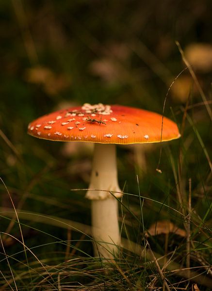 Rood met witte stippen by Marianne Rouwendal
