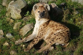 Gevlekte hyena 