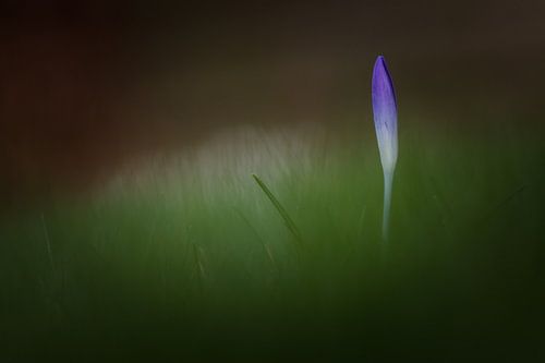 Krokus van Hein Rozema