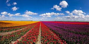Blühende Tulpenfelder in der Landschaft von Groningen