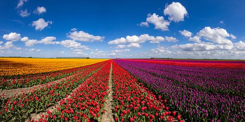 Flowering tulip fields in the Groningen countryside