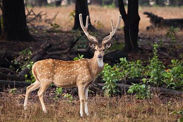 Beautiful big horned deer Axis nd of grass. by Michael Semenov