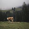 Eenzame koe in de Alpen | Zwitserland | reisfotografie van Laura Dijkslag