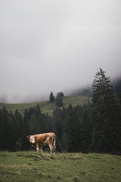 Eenzame koe in de Alpen | Zwitserland | reisfotografie van Laura Dijkslag
