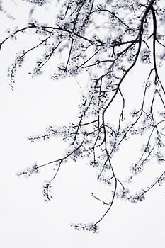 Minimalistischer Blütenzweig in Schwarz-Weiß | Fine Art Naturfotografie