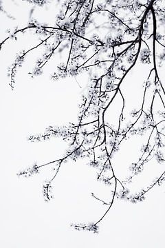 Minimalistische bloesem tak in zwart-wit | Fine art natuurfotografie van Gertinez Gallery